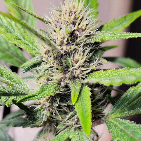 Tropicana Cookies Auto growlog timeline photo