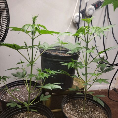 Red Poison Auto growlog timeline photo