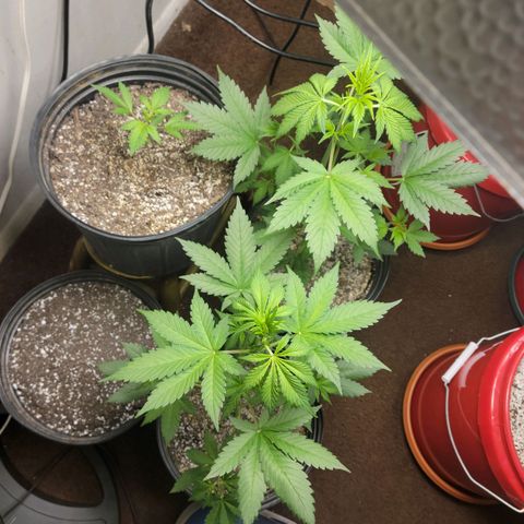 Red Poison Auto growlog timeline photo