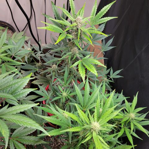 Tropicana Cookies Auto growlog timeline photo