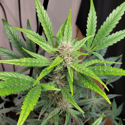 Tropicana Cookies Auto growlog timeline photo
