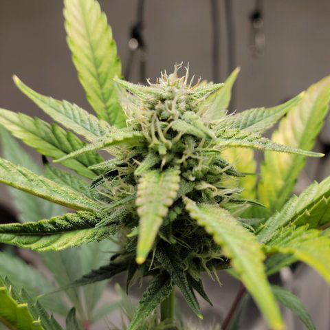 Tropicana Cookies Auto growlog timeline photo