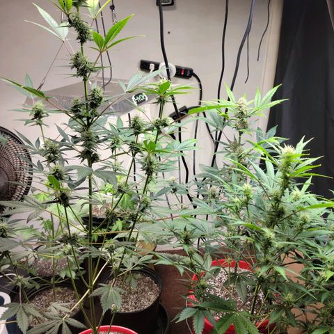 Tropicana Cookies Auto growlog timeline photo