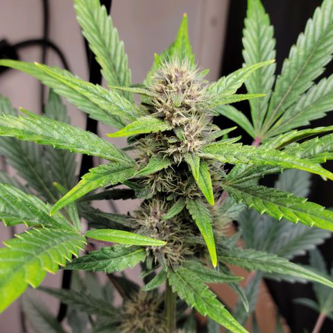 Tropicana Cookies Auto growlog timeline photo