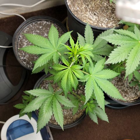 Red Poison Auto growlog timeline photo