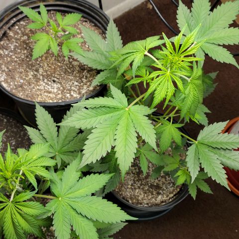 Red Poison Auto growlog timeline photo