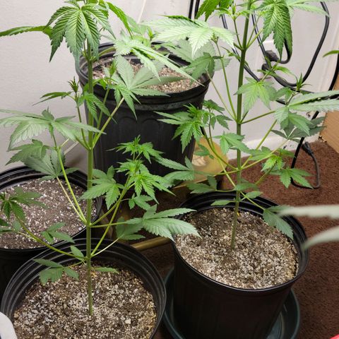 Red Poison Auto growlog timeline photo