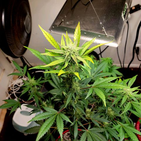 Tropicana Cookies Auto growlog timeline photo