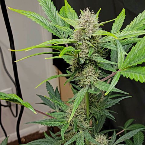 Tropicana Cookies Auto growlog timeline photo