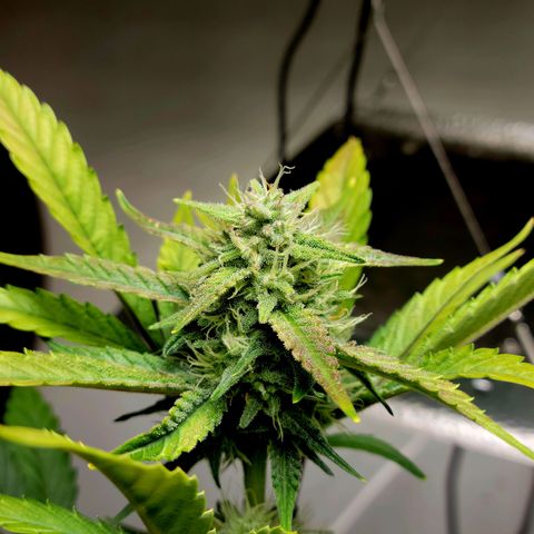 Tropicana Cookies Auto growlog timeline photo