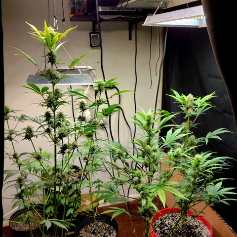 Tropicana Cookies Auto growlog timeline photo