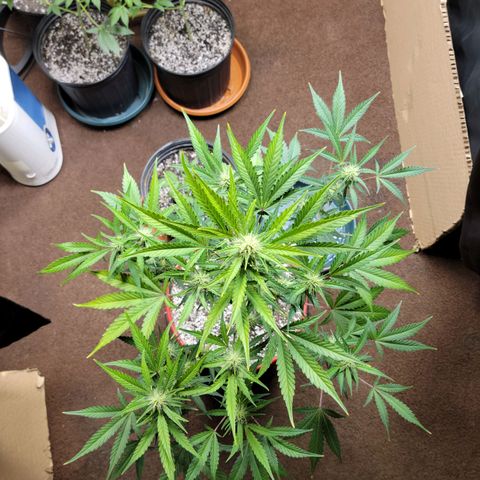 Tropicana Cookies Auto growlog timeline photo
