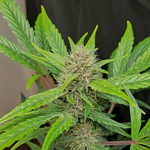 Tropicana Cookies Auto growlog timeline photo
