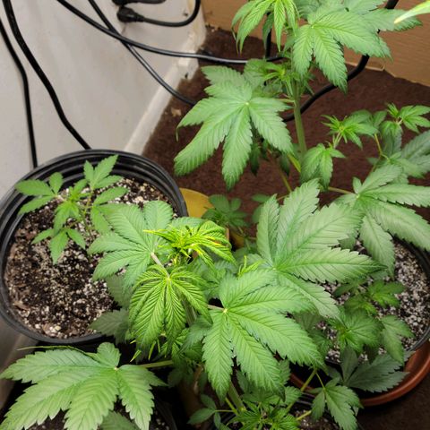 Red Poison Auto growlog timeline photo