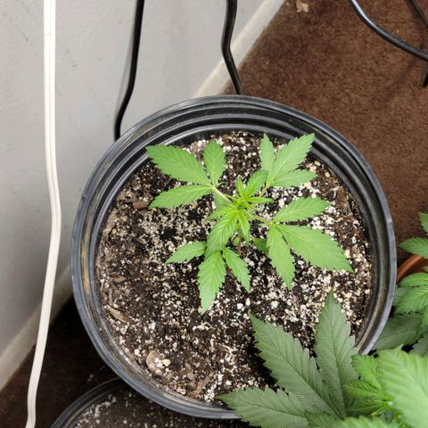 Red Poison Auto growlog timeline photo