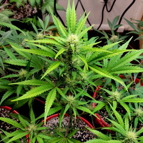 Tropicana Cookies Auto growlog timeline photo