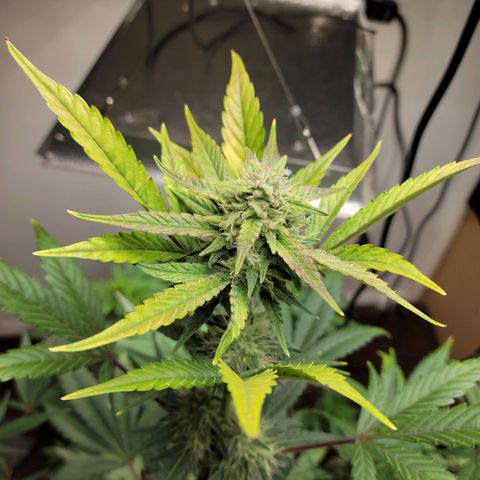 Tropicana Cookies Auto growlog timeline photo