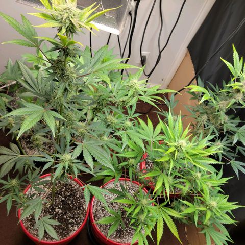 Tropicana Cookies Auto growlog timeline photo
