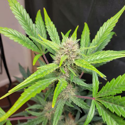 Tropicana Cookies Auto growlog timeline photo