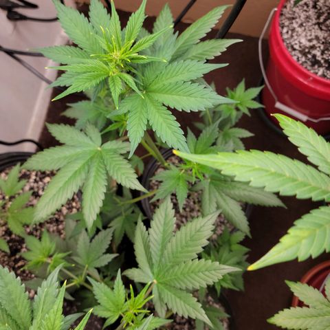 Tropicana Cookies Auto growlog timeline photo