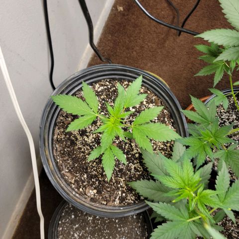 Red Poison Auto growlog timeline photo