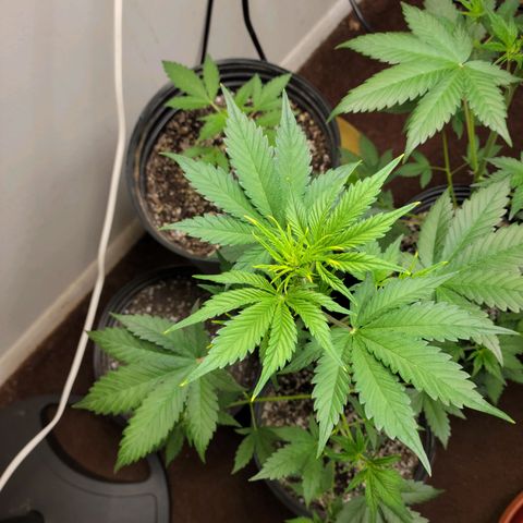 Red Poison Auto growlog timeline photo