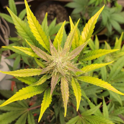 Tropicana Cookies Auto growlog timeline photo
