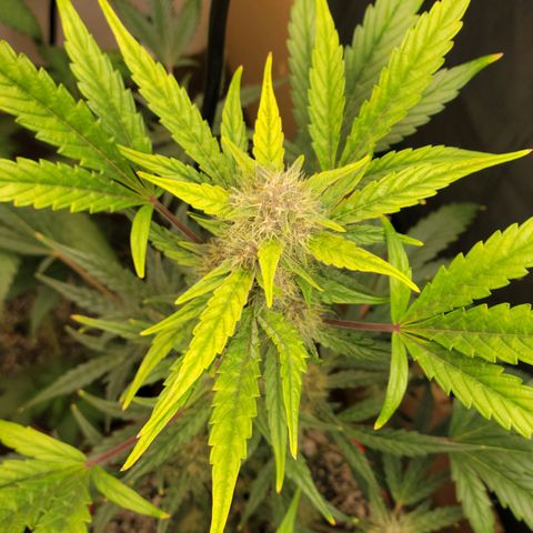 Tropicana Cookies Auto growlog timeline photo