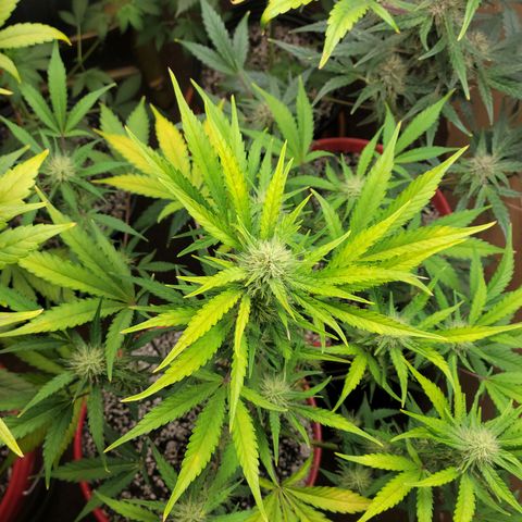 Tropicana Cookies Auto growlog timeline photo