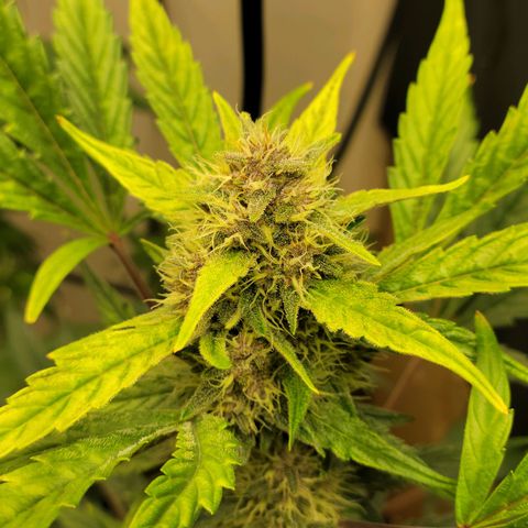 Tropicana Cookies Auto growlog timeline photo