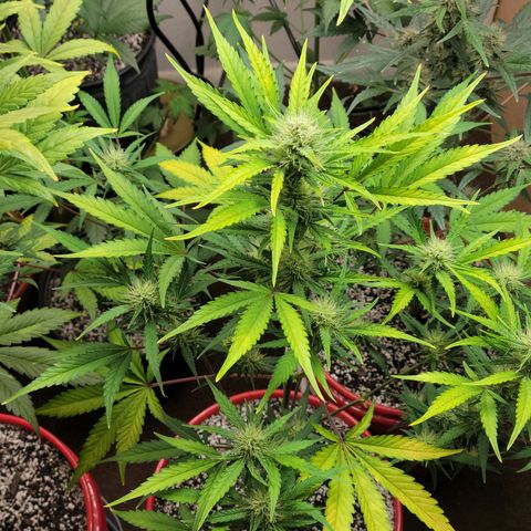 Tropicana Cookies Auto growlog timeline photo