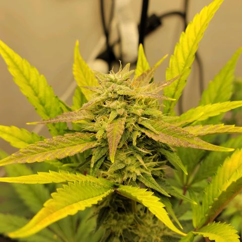Tropicana Cookies Auto growlog timeline photo