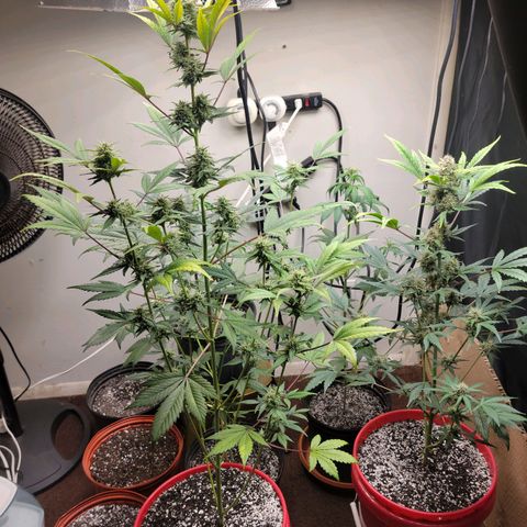 Tropicana Cookies Auto growlog timeline photo