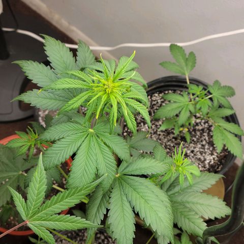 Red Poison Auto growlog timeline photo