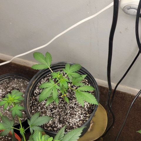Red Poison Auto growlog timeline photo