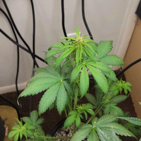 Red Poison Auto growlog timeline photo