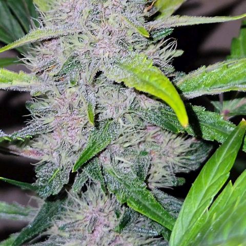 Tropicana Cookies Auto growlog timeline photo