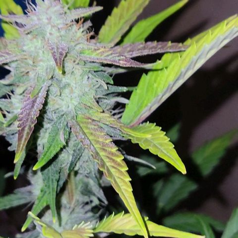 Tropicana Cookies Auto growlog timeline photo