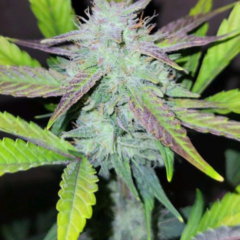 Tropicana Cookies Auto growlog timeline photo