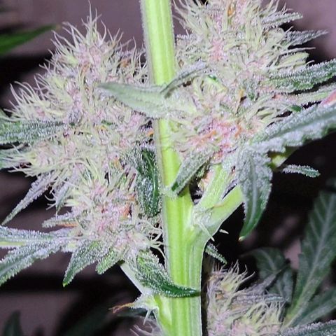 Tropicana Cookies Auto growlog timeline photo