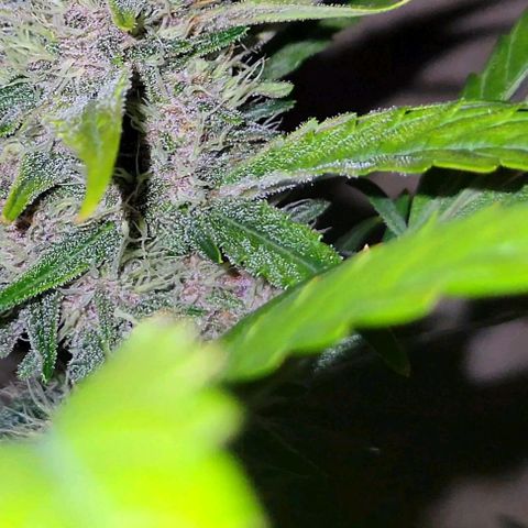 Tropicana Cookies Auto growlog timeline photo