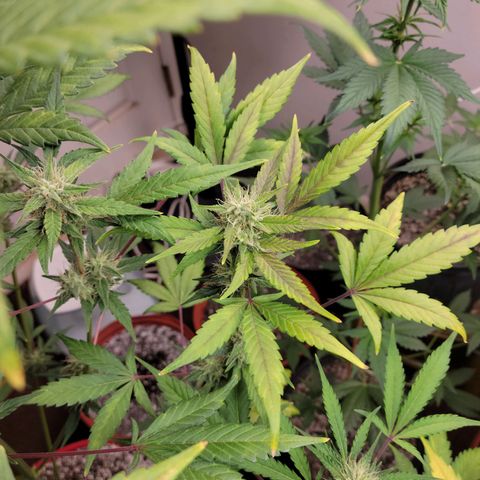 Tropicana Cookies Auto growlog timeline photo