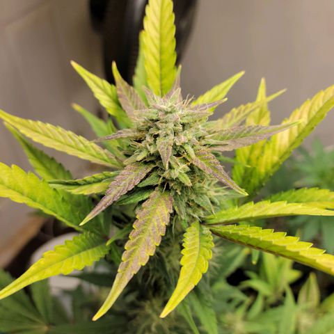 Tropicana Cookies Auto growlog timeline photo