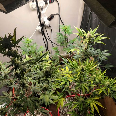 Tropicana Cookies Auto growlog timeline photo