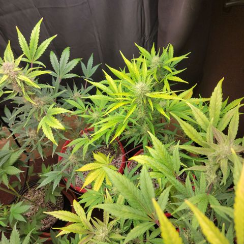Tropicana Cookies Auto growlog timeline photo