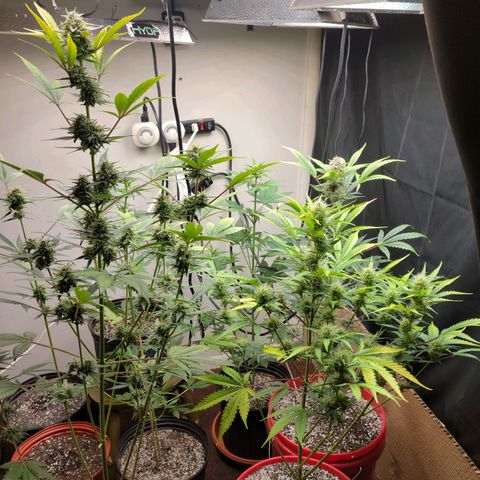 Tropicana Cookies Auto growlog timeline photo