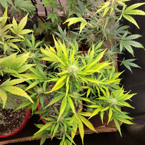 Tropicana Cookies Auto growlog timeline photo