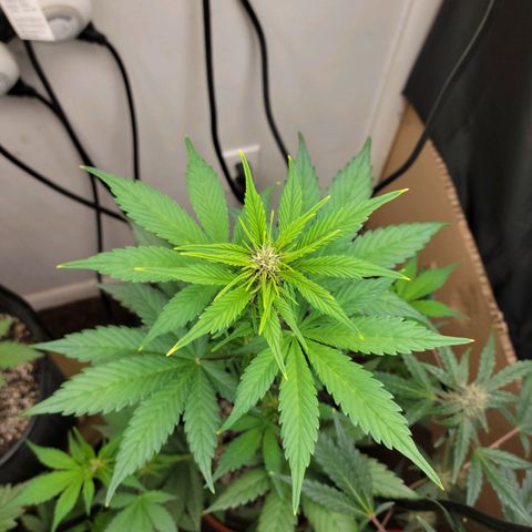 Red Poison Auto growlog timeline photo