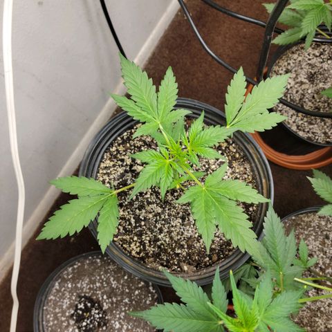 Red Poison Auto growlog timeline photo