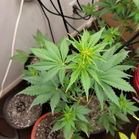 Red Poison Auto growlog timeline photo